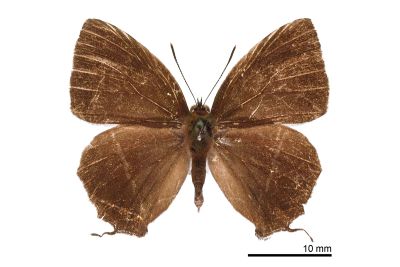 清金翠灰蝶 Chrysozephyrus yuchingkinus 雄蟲