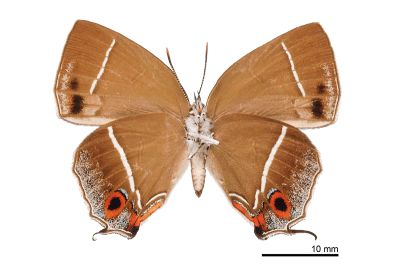 清金翠灰蝶 Chrysozephyrus yuchingkinus 雌蟲
