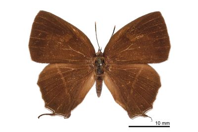清金翠灰蝶 Chrysozephyrus yuchingkinus 雌蟲