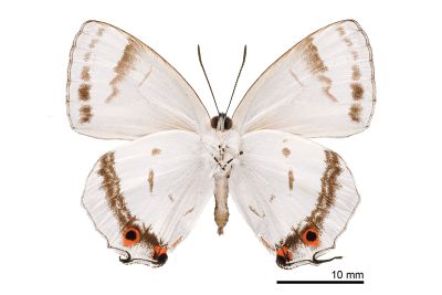 白芒翠灰蝶 Chrysozephyrus lingi 雄蟲