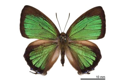 白芒翠灰蝶 Chrysozephyrus lingi 雄蟲