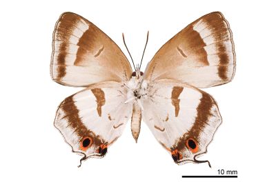 白芒翠灰蝶 Chrysozephyrus lingi 雌蟲