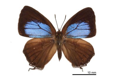 白芒翠灰蝶 Chrysozephyrus lingi 雌蟲