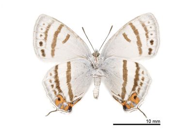 夸父璀灰蝶 Sibataniozephyrus kuafui 雄蟲