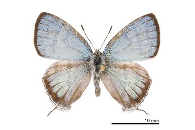 夸父璀灰蝶 Sibataniozephyrus kuafui 雄蟲