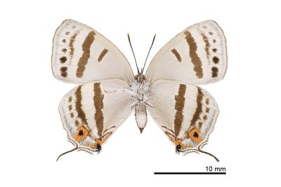 夸父璀灰蝶 Sibataniozephyrus kuafui 雌蟲