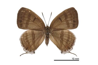 夸父璀灰蝶 Sibataniozephyrus kuafui 雌蟲