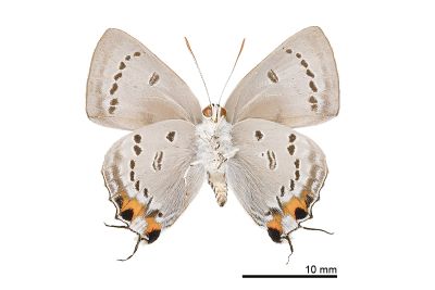 鈿灰蝶 Ancema ctesia cakravasti 雄蟲