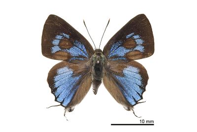 鈿灰蝶 Ancema ctesia cakravasti 雄蟲