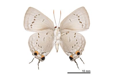 鈿灰蝶 Ancema ctesia cakravasti 雌蟲
