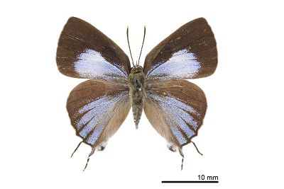 鈿灰蝶 Ancema ctesia cakravasti 雌蟲