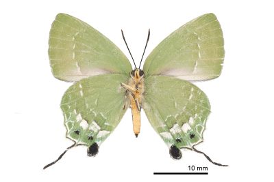 綠灰蝶 Artipe eryx horiella