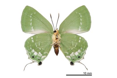 綠灰蝶 Artipe eryx horiella 雌蟲