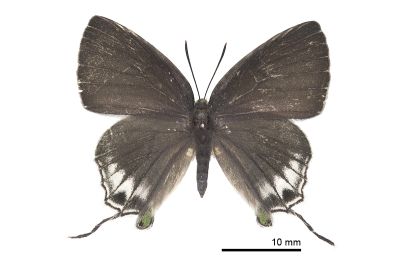 綠灰蝶 Artipe eryx horiella