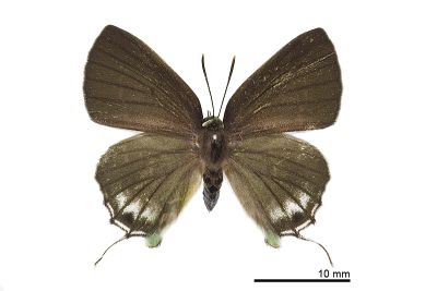 綠灰蝶 Artipe eryx horiella 雌蟲