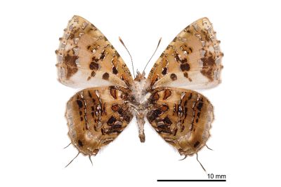 三尾灰蝶 Catapaecilma major moltrechti 雄蟲
