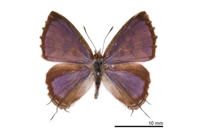 三尾灰蝶 Catapaecilma major moltrechti 雄蟲