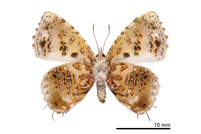 三尾灰蝶 Catapaecilma major moltrechti 雌蟲