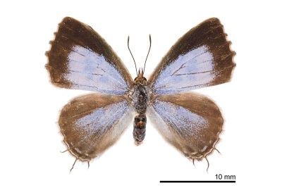 三尾灰蝶 Catapaecilma major moltrechti 雌蟲