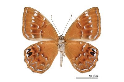 白點褐蜆蝶 Abisara burnii etymander 雄蟲