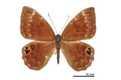 白點褐蜆蝶 Abisara burnii etymander 雄蟲