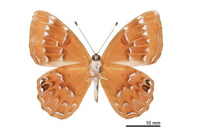 白點褐蜆蝶 Abisara burnii etymander 雌蟲