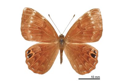 白點褐蜆蝶 Abisara burnii etymander 雌蟲