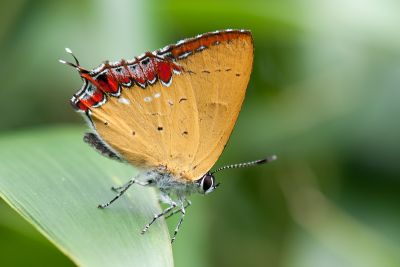 紫日灰蝶 Heliophorus ila matsumurae 性別不明