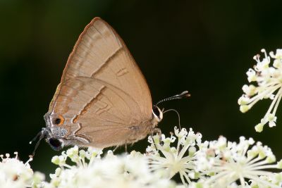 霓彩燕灰蝶 Rapala nissa hirayamana 性別不明