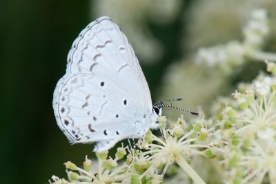 細邊琉灰蝶 Celastrina lavendularis himilcon 性別不明