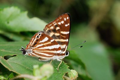 臺灣尾蜆蝶 Dodona formosana 雄蟲