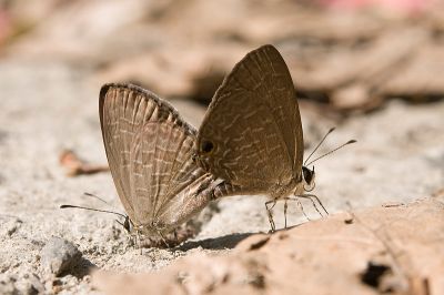 雅波灰蝶 Jamides bochus formosanus 交尾中個體