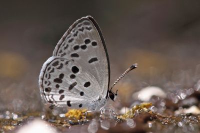 森灰蝶 Shijimia moorei taiwana 性別不明