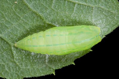 臺灣尾蜆蝶 Dodona formosana