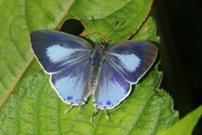 蘭灰蝶 Hypolycaena kina inari 雄蟲