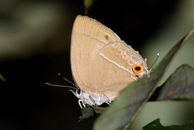 小翠灰蝶 Chrysozephyrus disparatus pseudotaiwanus 性別不明