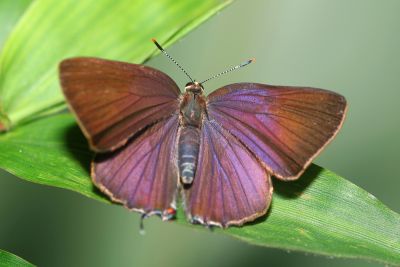 堇彩燕灰蝶 Rapala caerulea liliacea