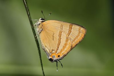 堇彩燕灰蝶 Rapala caerulea liliacea 性別不明