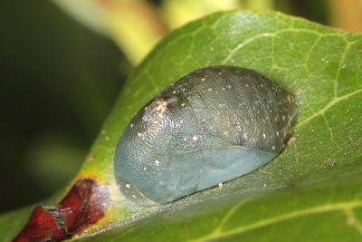 銀灰蝶 Curetis acuta formosana