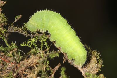 密紋波眼蝶 Ypthima multistriata