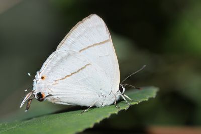 白腹青灰蝶 Tajuria diaeus karenkonis
