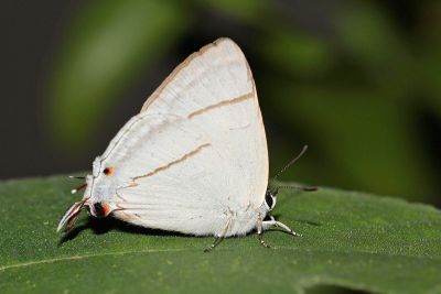 白腹青灰蝶 Tajuria diaeus karenkonis 性別不明