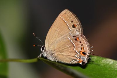 田中灑灰蝶 Satyrium tanakai 性別不明
