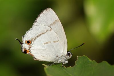 白芒翠灰蝶 Chrysozephyrus lingi 雌蟲