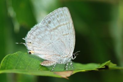 折線灰蝶 Antigius attilia obsoleta
