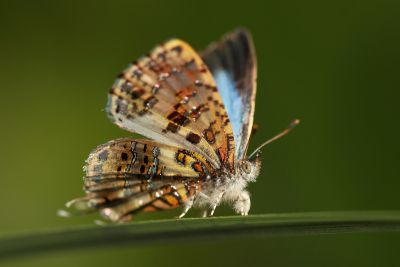 三尾灰蝶 Catapaecilma major moltrechti 雄蟲