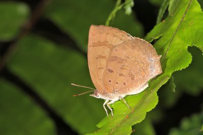 日本紫灰蝶 Arhopala japonica 性別不明