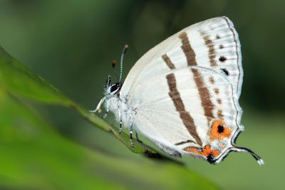 夸父璀灰蝶 Sibataniozephyrus kuafui 雌蟲