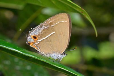 霧社翠灰蝶 Chrysozephyrus mushaellus mushaellus 雌蟲