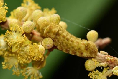 黑星灰蝶 Megisba malaya sikkima